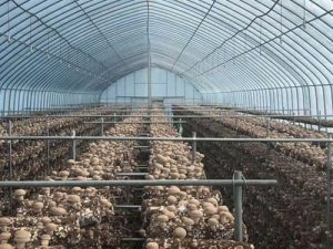 Mantar Üretim Çadırı imalatı